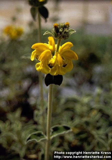 Photo: Phlomis fruticosa 3.