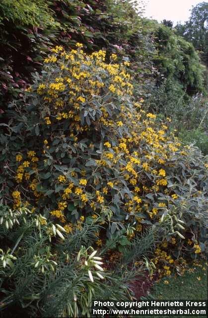 Photo: Phlomis fruticosa 5.