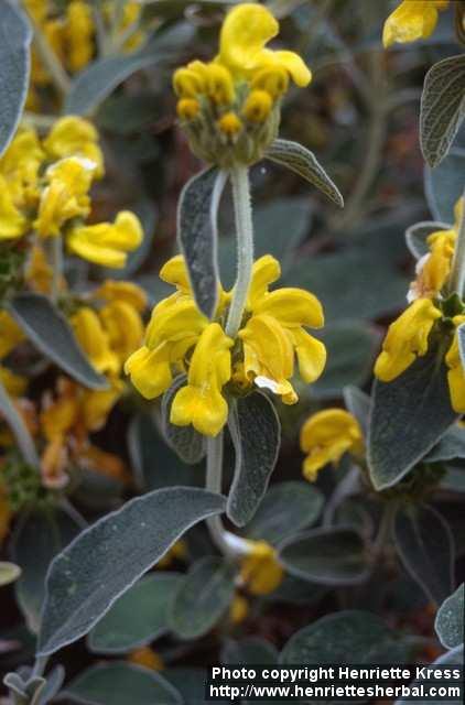 Photo: Phlomis fruticosa 6.