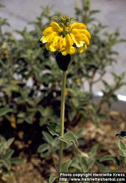 Photo: Phlomis fruticosa.