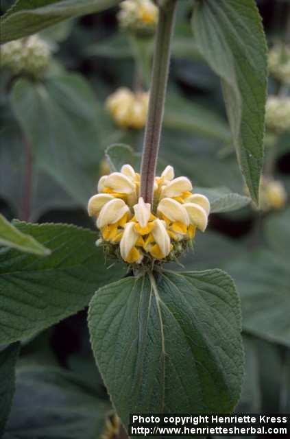 Photo: Phlomis russeliana 1.