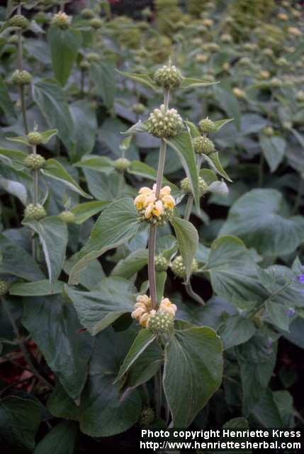 Photo: Phlomis russeliana.