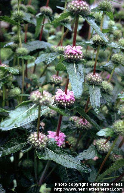 Photo: Phlomis tuberosa.