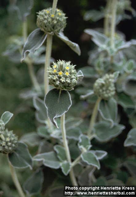 Photo: Phlomis.