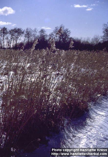 Photo: Phragmites australis 4.