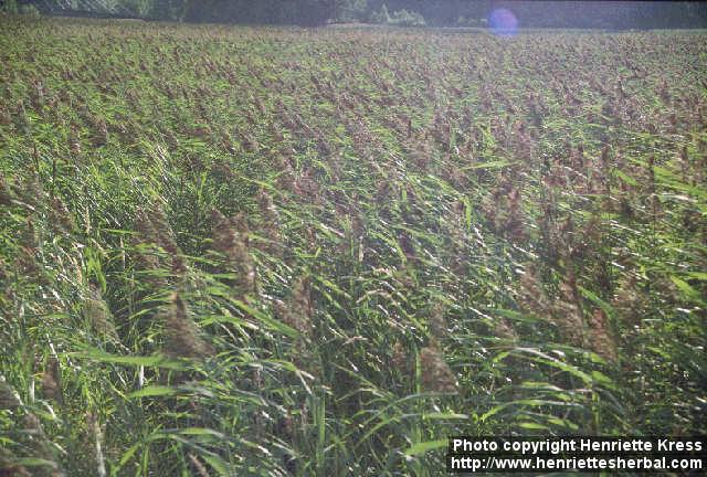 Photo: Phragmites australis 7.