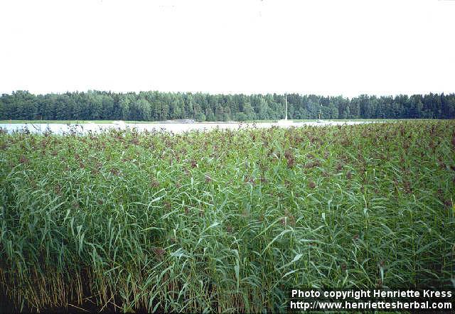 Photo: Phragmites australis.