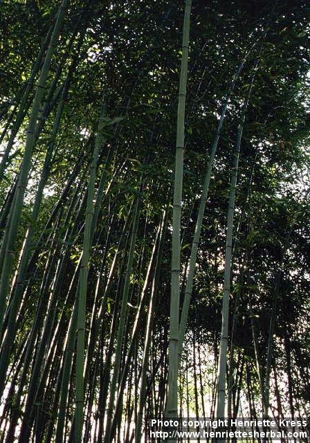 Photo: Phyllostachys bissetii.