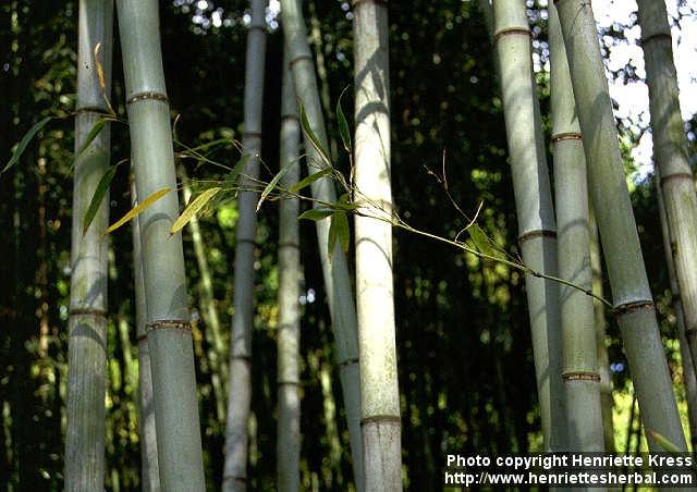 Photo: Phyllostachys dulcis 1.