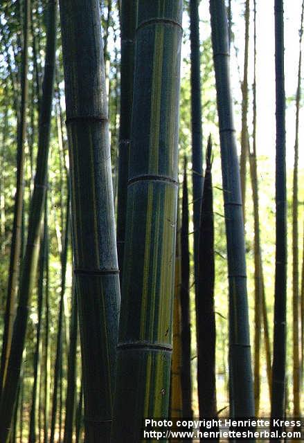 Photo: Phyllostachys edulis 3.