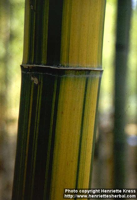 Photo: Phyllostachys edulis 5.