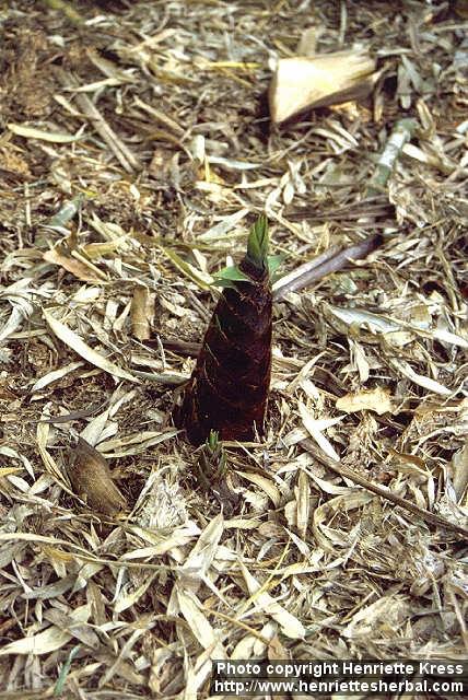 Photo: Phyllostachys humilis 1.