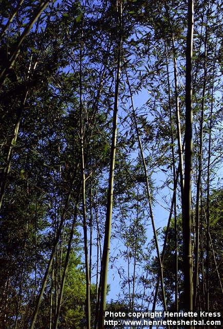 Photo: Phyllostachys humilis.