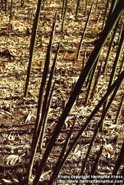 Photo: Phyllostachys nigra 2.