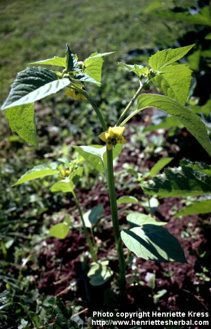 Photo: Physalis philadelphica.