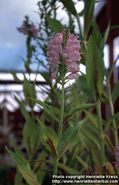 Photo: Physostegia virginiana.