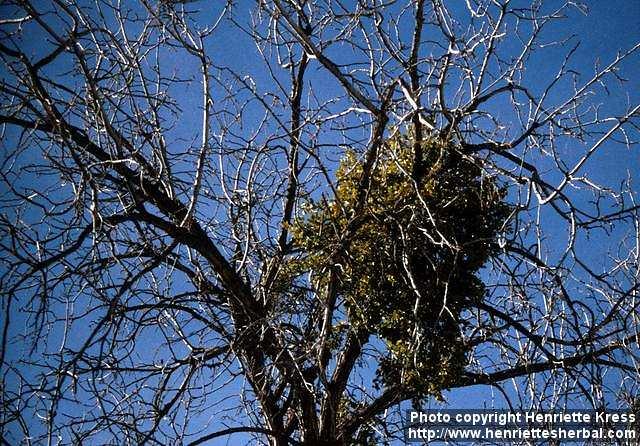 Photo: Phoradendron leucarpum 2.