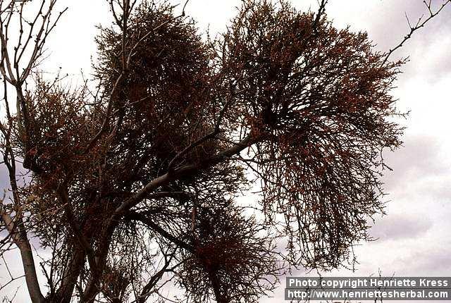 Photo: Phoradendron californicum 1.