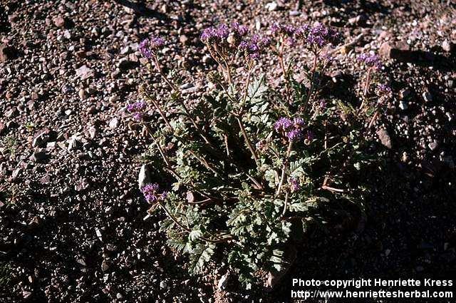 Photo: Phacelia 3.