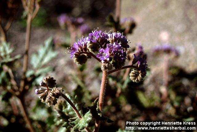 Photo: Phacelia 2.