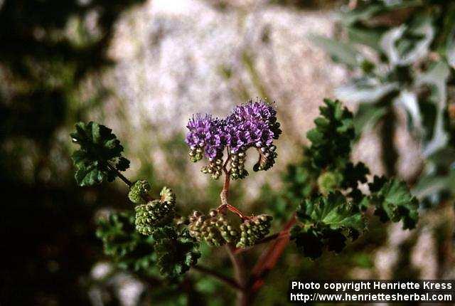 Photo: Phacelia 1.