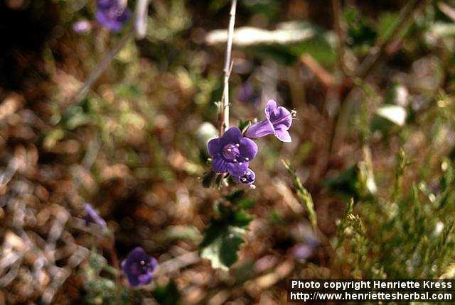 Photo: Phacelia campanularia.