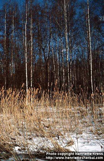 Photo: Phragmites australis 3.