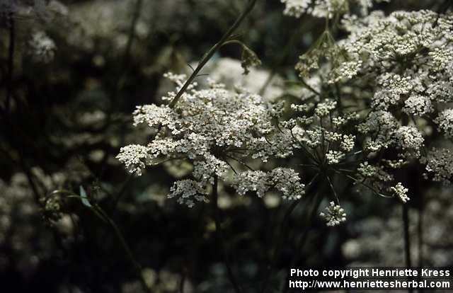 Photo: Pimpinella anisum 1.