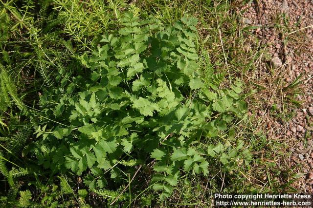 Photo: Pimpinella saxifraga.