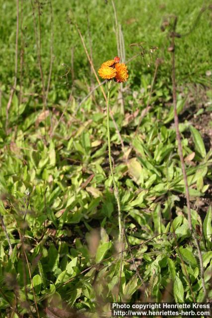 Photo: Pilosella aurantiaca 3.