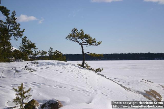 Photo: Pinus sylvestris 14.