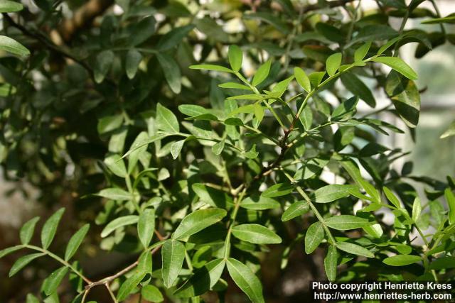 Photo: Pistacia lentiscus 2.