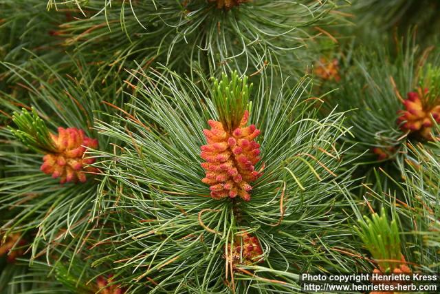 Photo: Pinus pumila.