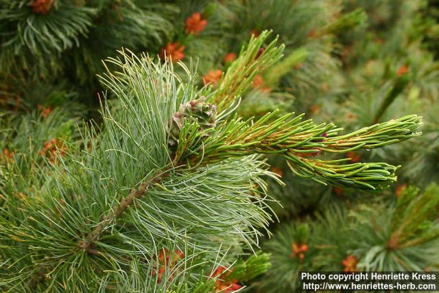 Photo: Pinus pumila 2.