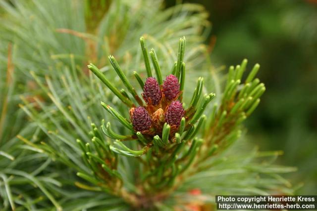 Photo: Pinus pumila 3.