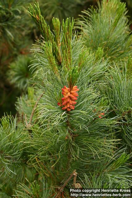 Photo: Pinus pumila 4.