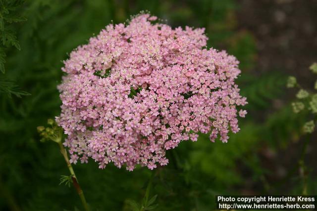 Photo: Pimpinella saxifraga 2.