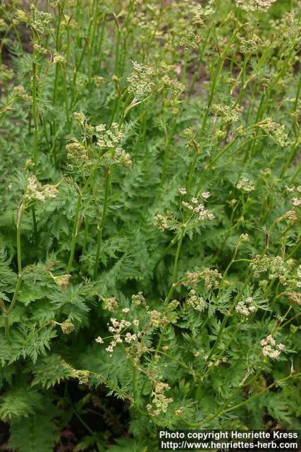 Photo: Pimpinella major 2.