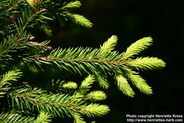 Photo: Picea abies 12.