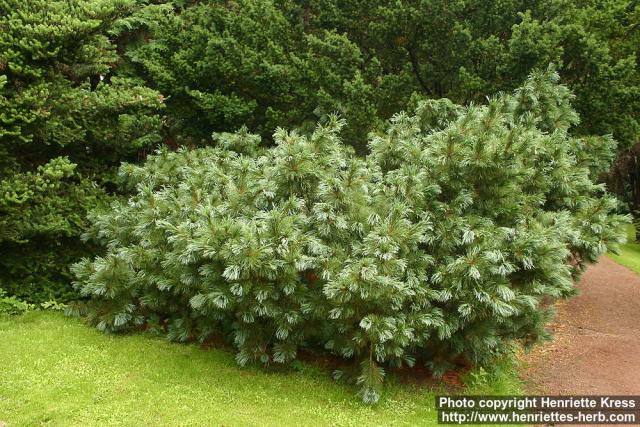 Photo: Pinus pumila 5.