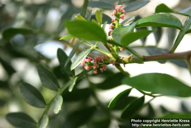 Photo: Pistacia lentiscus 3.