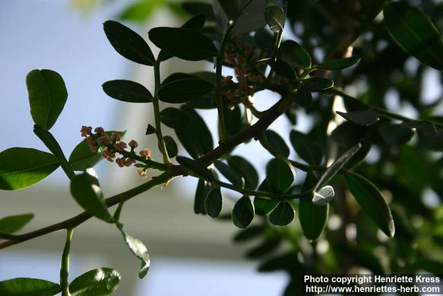 Photo: Pistacia lentiscus 4.