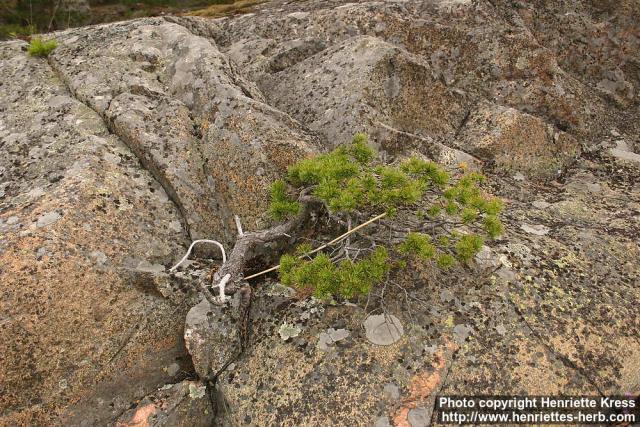 Photo: Pinus sylvestris 15.