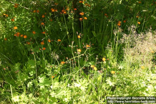 Photo: Pilosella aurantiaca 6.