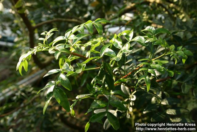 Photo: Pistacia lentiscus 5.