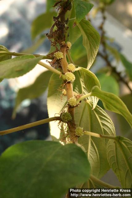 Photo: Pipturus arborescens 0.