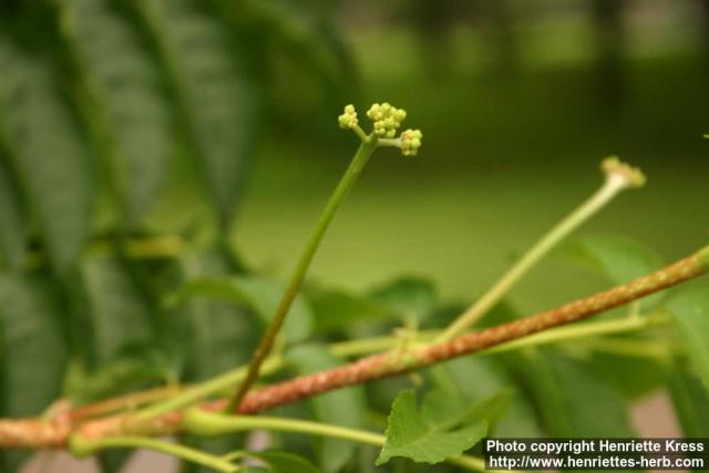 Photo: Picrasma quassioides 1.