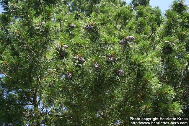 Photo: Pinus cembra 0.