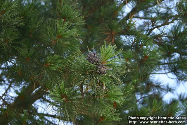 Photo: Pinus cembra 3.