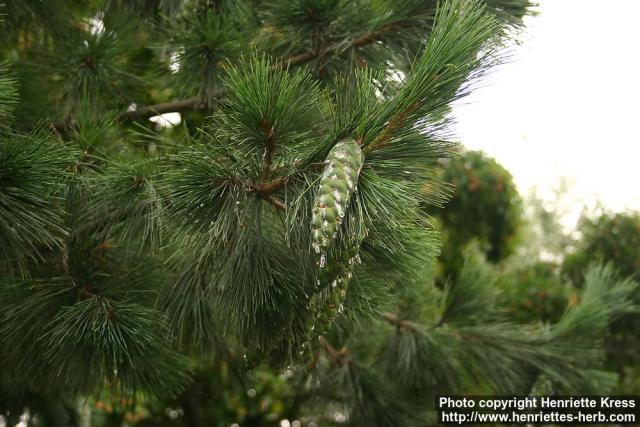 Photo: Pinus peuce 2.